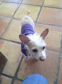 Dog in a purple turtleneck sweater