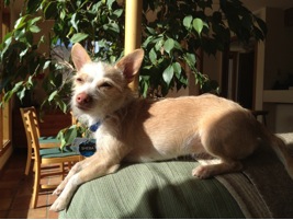 Sheba basking in the sun