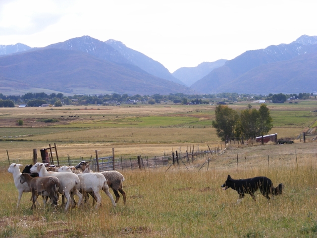 Zin herding in the uintahs of Utah
