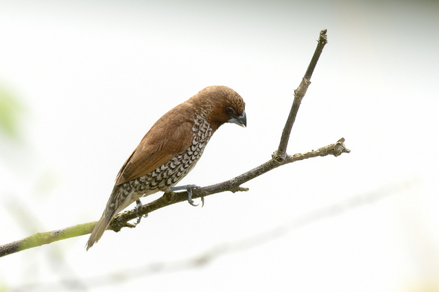 A Nutmeg Mannikin bird. Photo by Noel Reynolds.