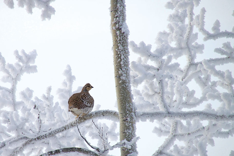 Grouse on a branch in winter