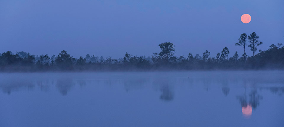 A pink moon rises from behind trees that edge a wetland at dusk.