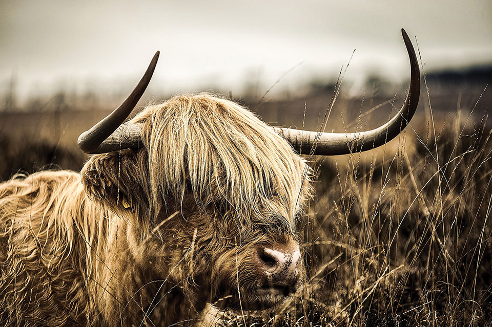 Some kind of crazy yak looking beast