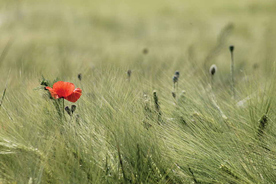 A single orange flower in a fields of dense grasses