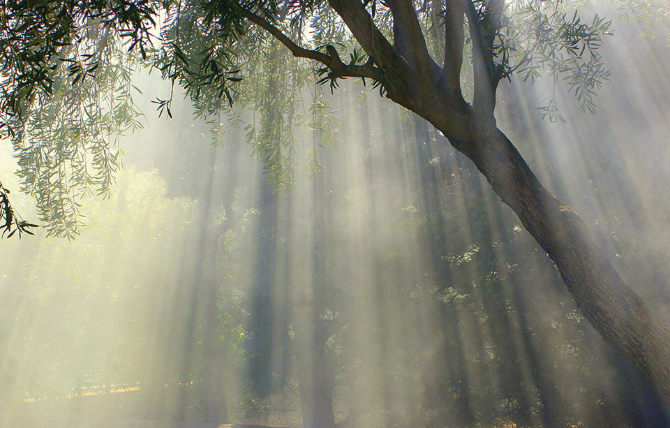 Light streaming down through the canopy of an olive tree