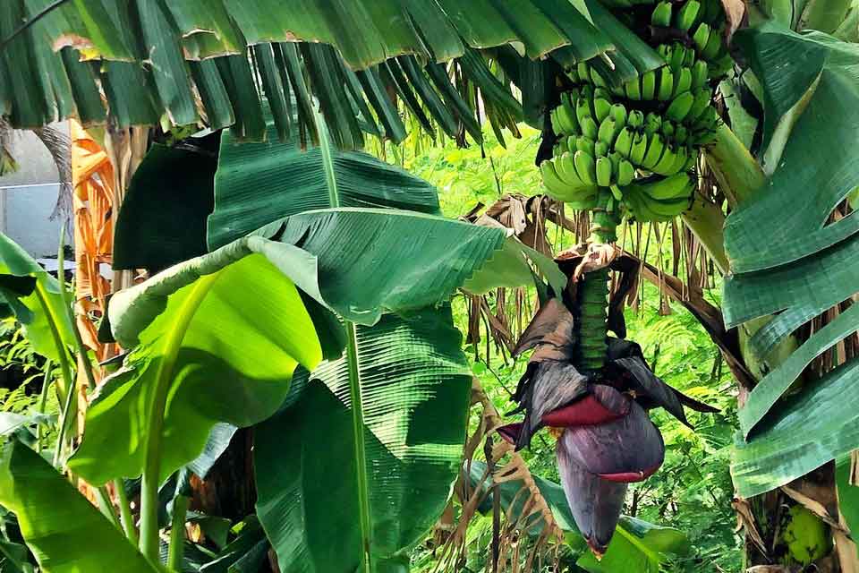 A dense tangle of tropical forest where bananas hang from the tree