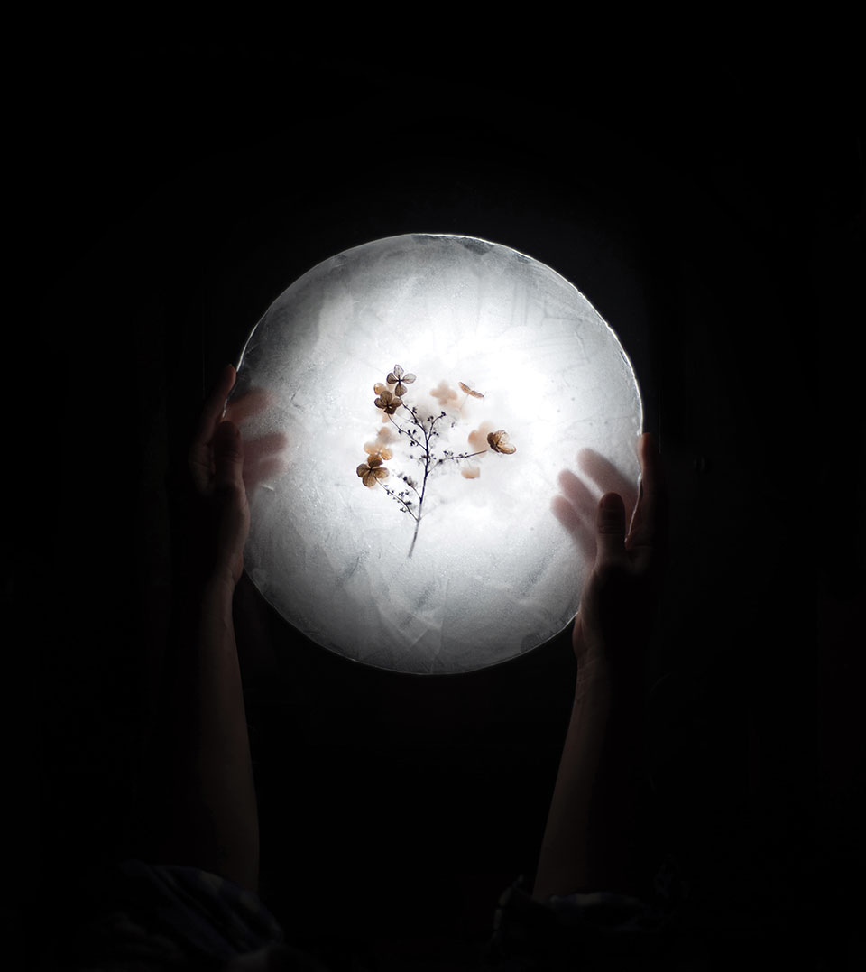 Dried hydrangeas as seen through a paper plate strongly lit from above. A pair of human hands hold the plate at the shadowy edges