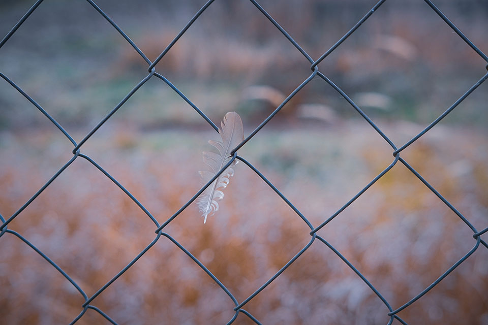 A closeup photograph of a feather, caught in a chainlink fence