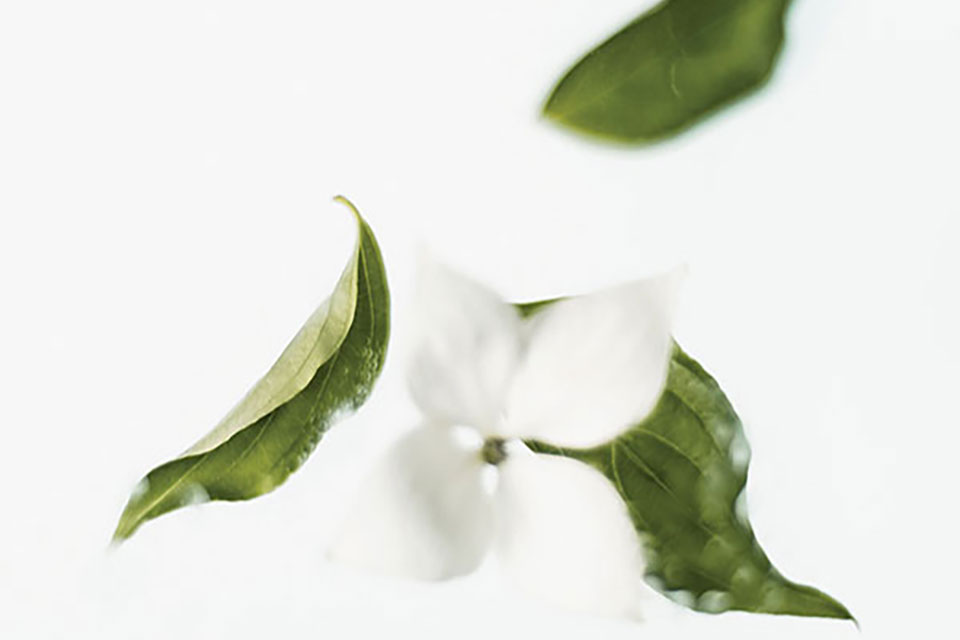 A delicate white flower with curled green leaves against a white background