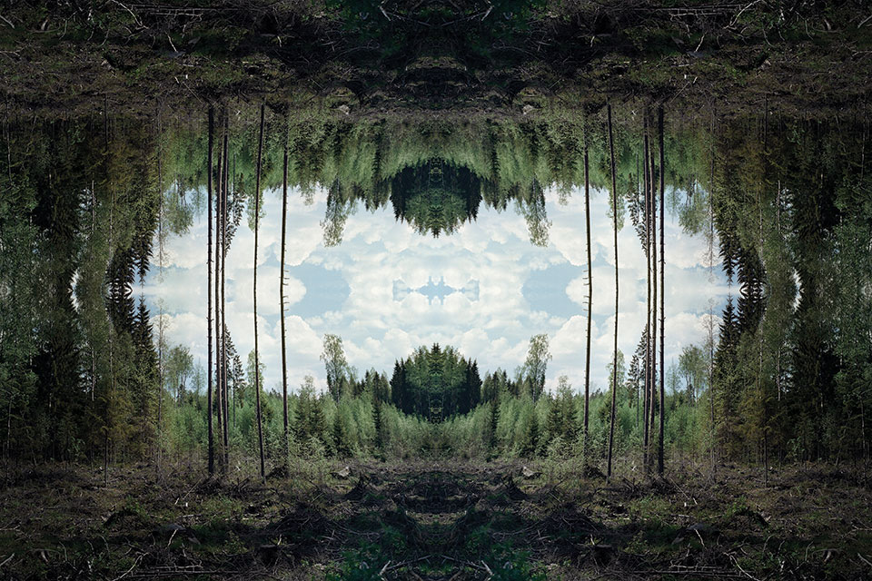 A digitally altered photograph showing a forest clearing with the image reversed atop the original image
