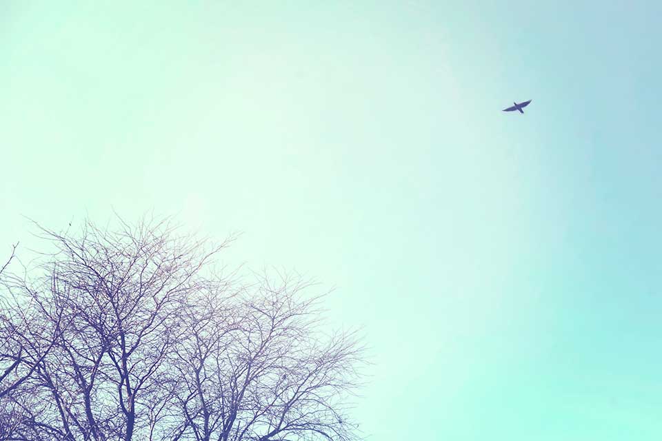 A photograph of a bird circling high in a blue sky. A tree pokes up in the bottom left of the frame.
