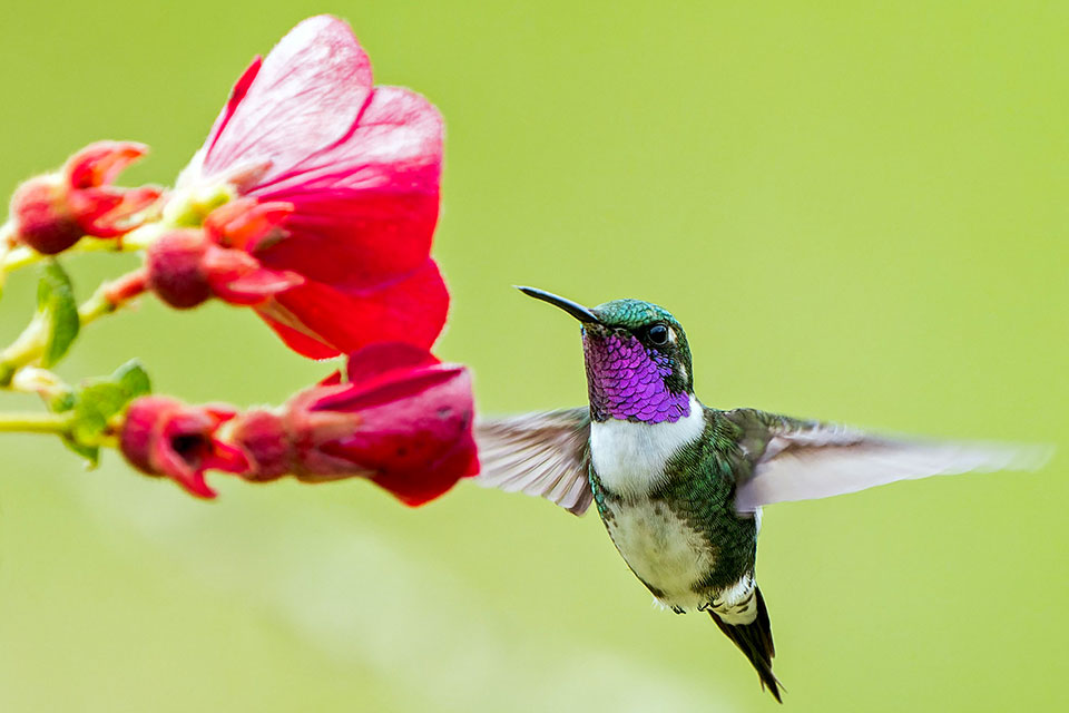 A photograph of a hummingbird hovering over a red flower