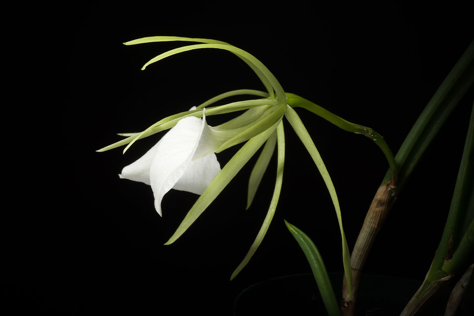 A photograph of an orchid, illuminated from the inside
