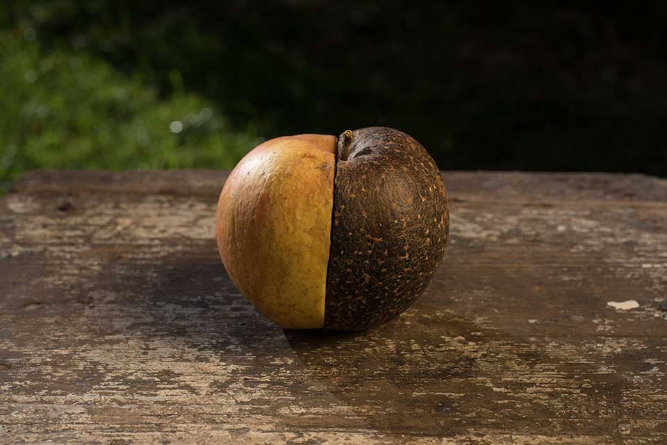 Apple-Flesh, by András Visky