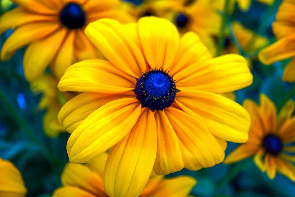 A photograph of a bright yellow flower with a florescent blue center