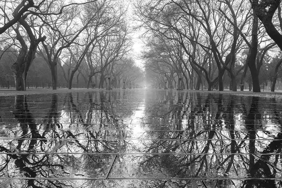 A black and white photograph of a forest rising up out of a body of water. The trees are mirrored in the water