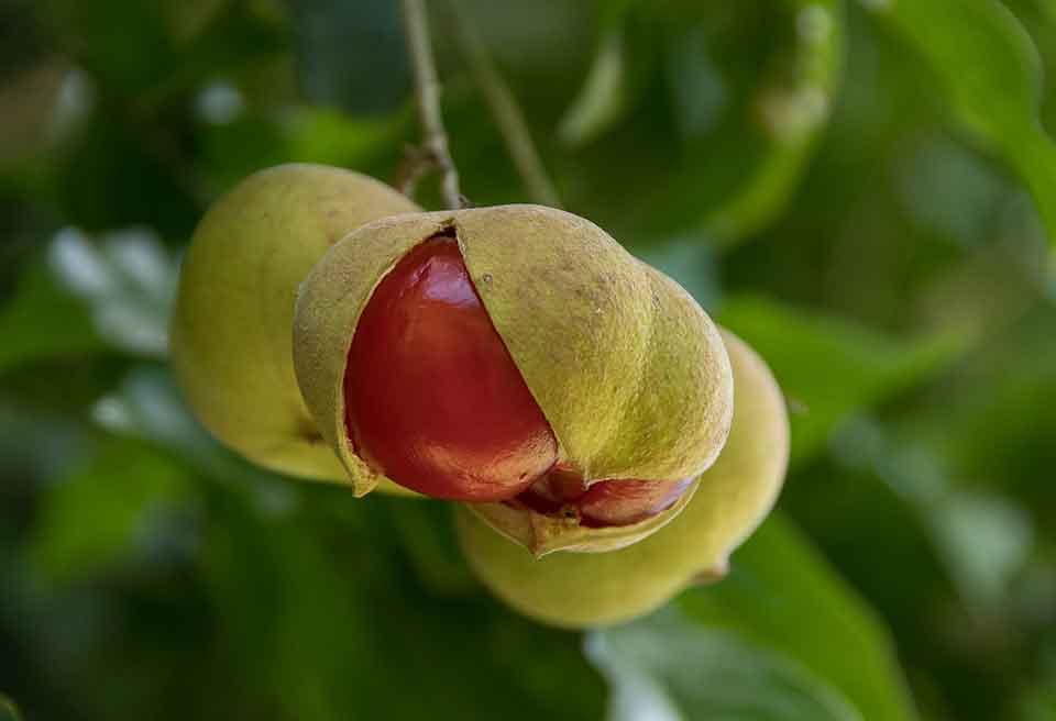 The pods of a tamarind are bursting open to reveal to deep red seed within