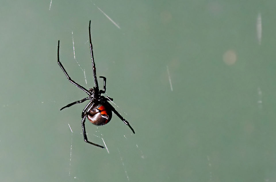A black widow spider hovers on a near-invisible web