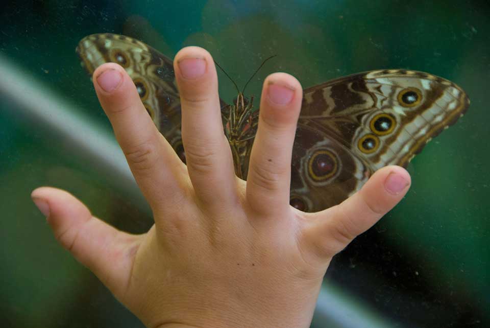A child's hand pressed up against glass with a moth perched on the other side
