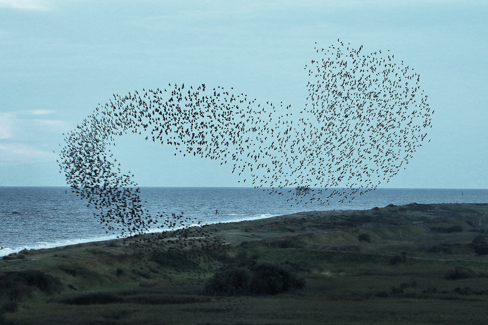 Starling murmuration. Photo by Airwolfhound/Flickr