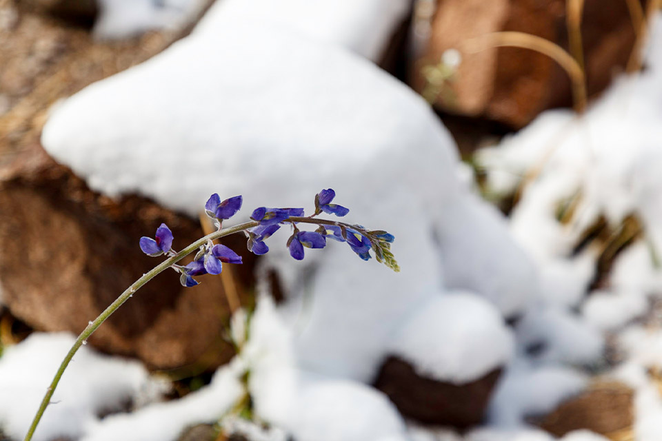 A photograph of a purple flower growing from a snowy ground