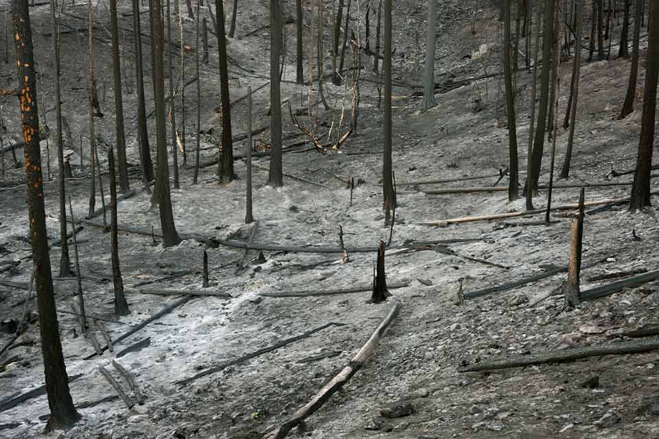 A photograph of a burned out forest