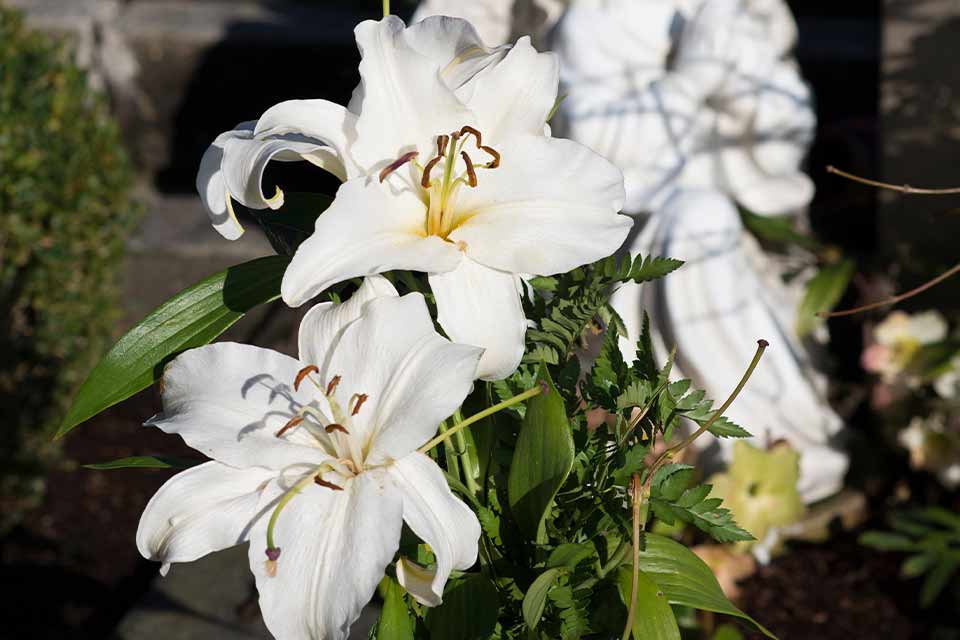 A photograph of an ornate white flower