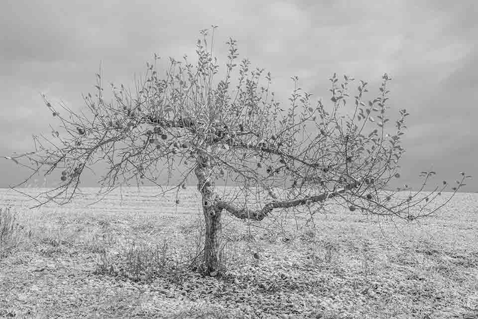 A pencil illustration of a bare tree