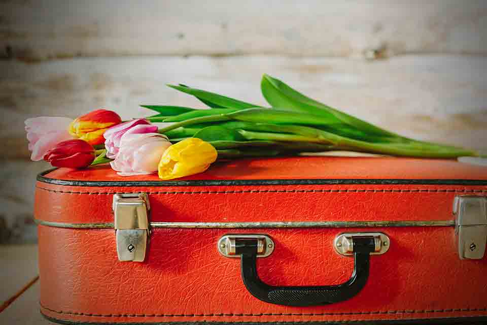 Cut flowers on a red suitcase