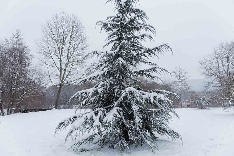 A photograph of a cedar tree blanketed in snow