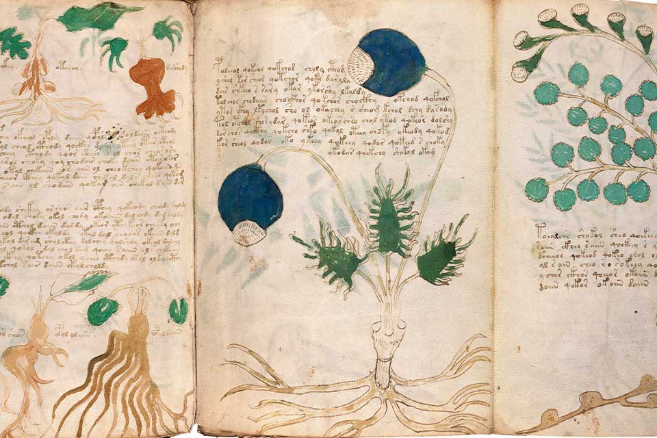 A photograph of illustrated pages from the Voynich manuscript