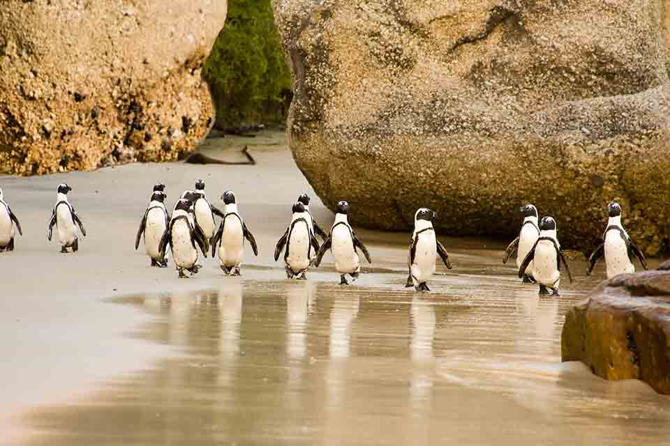 Penguins walking along a sandy beach