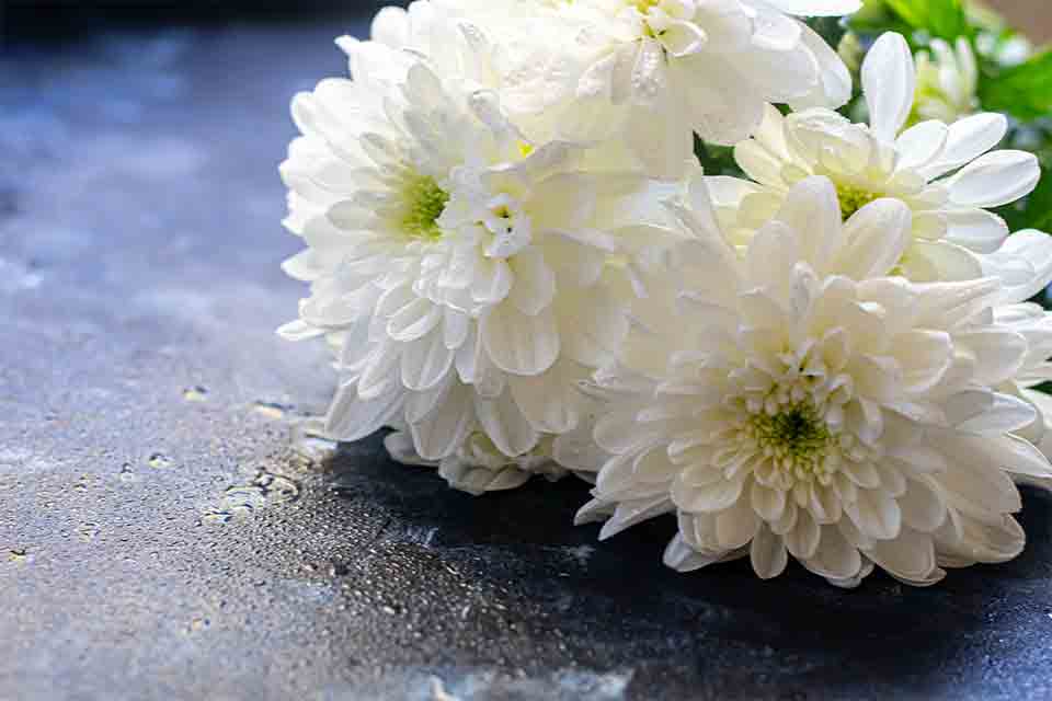 White chrysanthemums on a damp stone surface