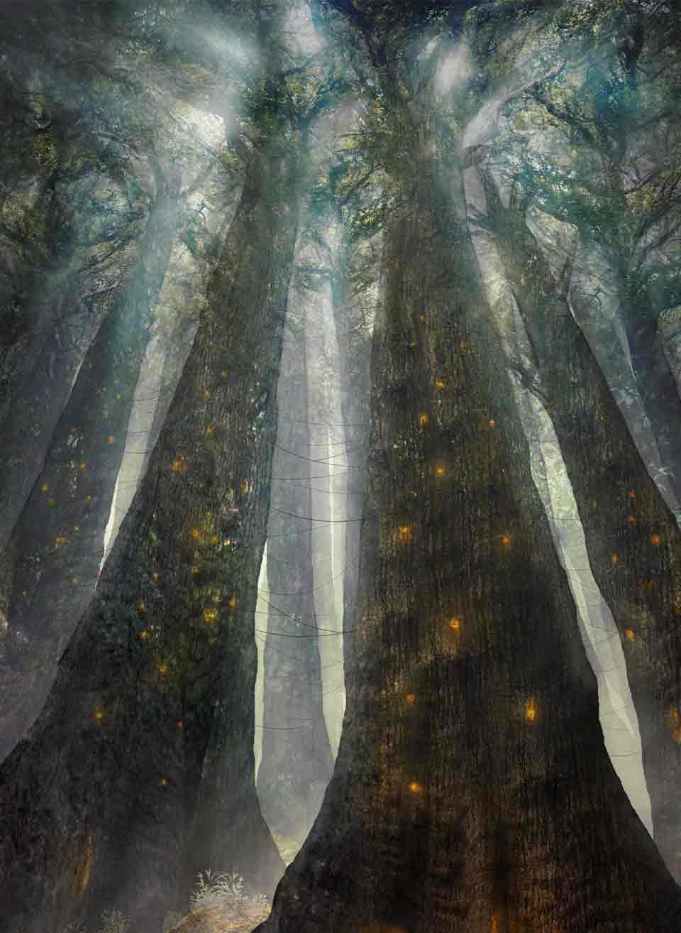 A photograph of light coming through the canopy of a dense forest