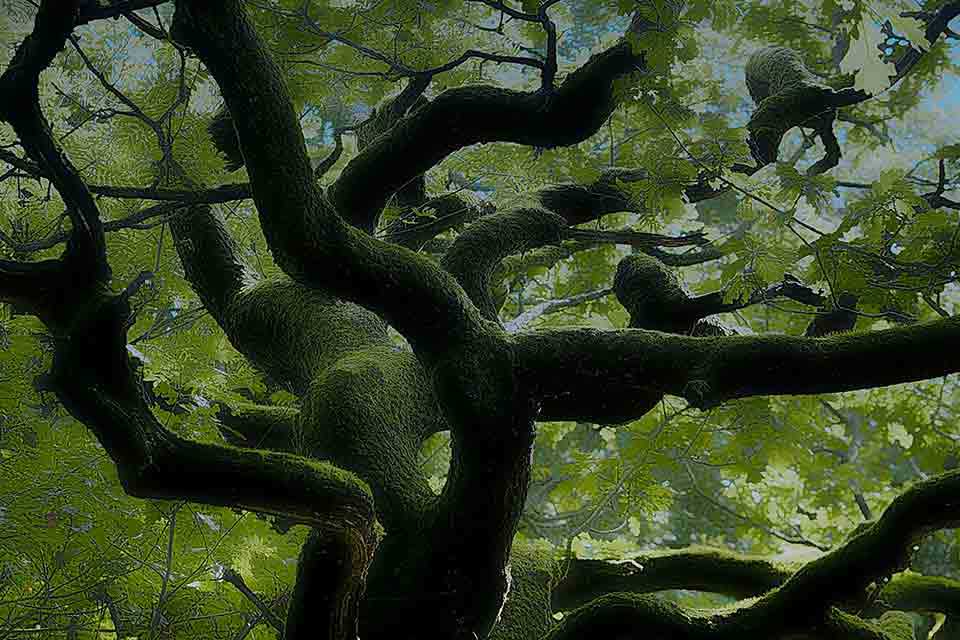 Looking up into a green canopy, laced with serpentine and curved branches.