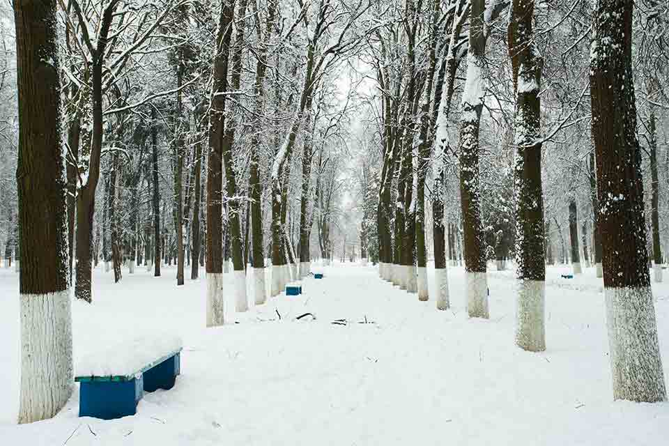 A snowy forest