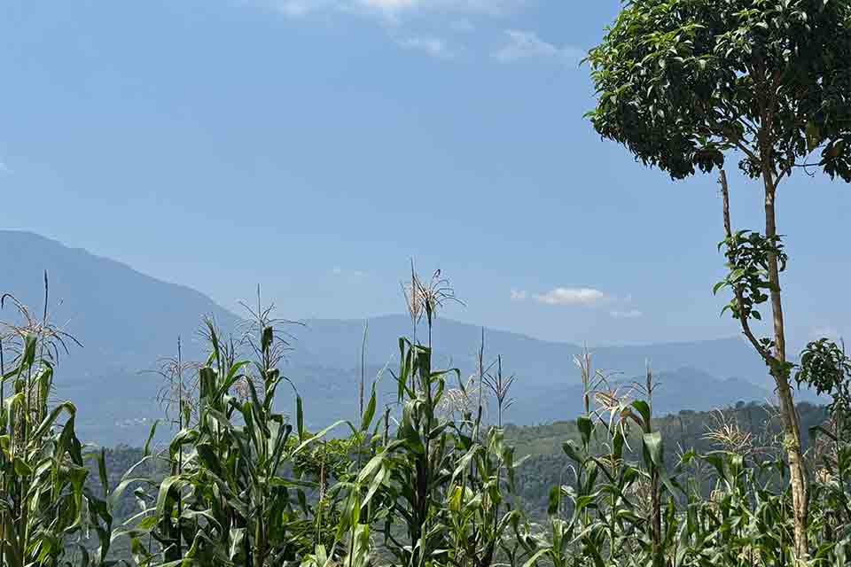 Maize overlooking a forested mountain landscape