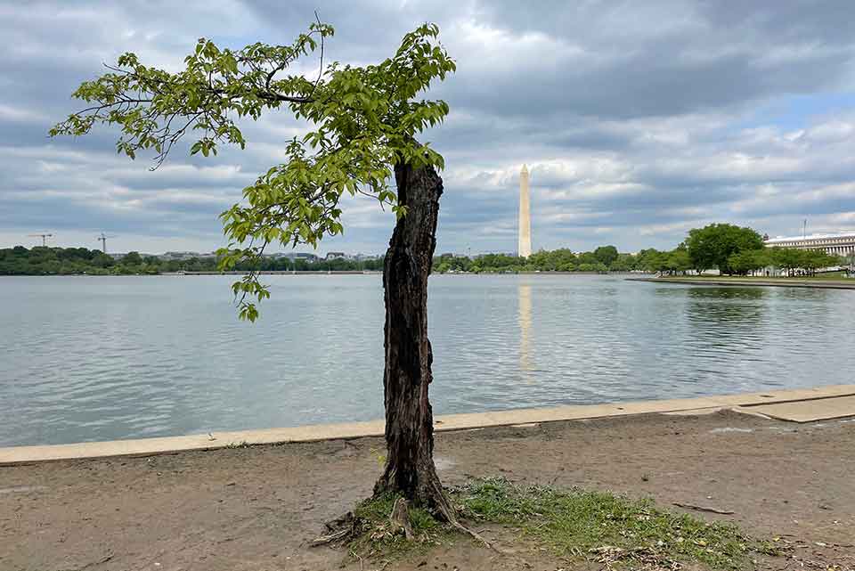 A photograph of a tree, freshly pruned, on the National Mall in Washington, D. C. 