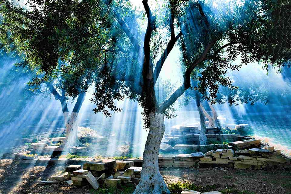 A digitally altered photograph of light streaming through the branches of an olive tree