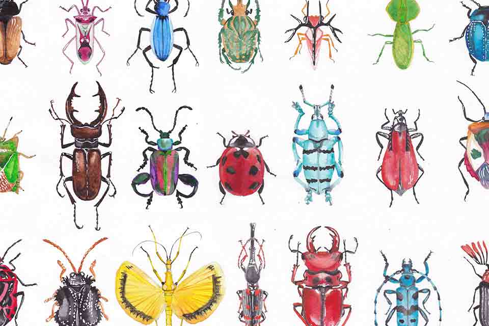 Illustrations of different kinds of insects, like from a text book
