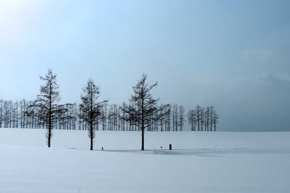 A snowy landscape disrupted by three trees