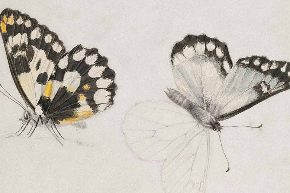 Delicate illustrations of butterflies