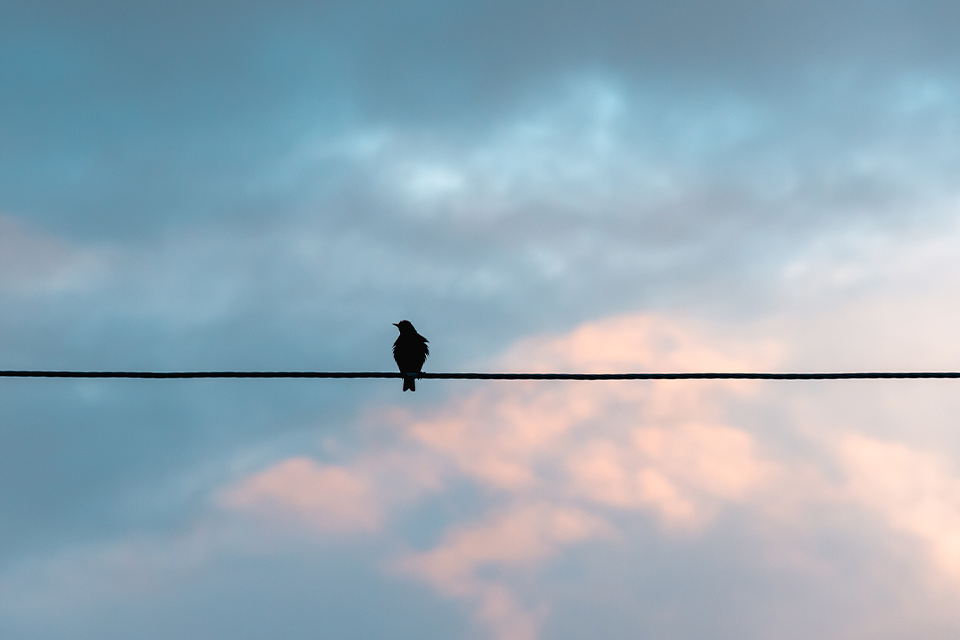 A photograph of a bird sitting in silhouette on a power line at dusk