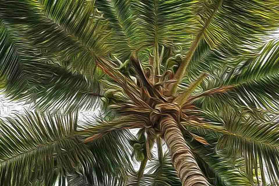 Looking up a palm tree's heart