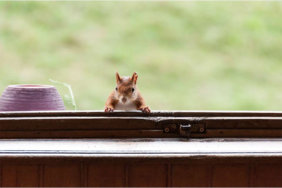 A photograph of a squirrel peering through a window