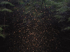 The cover to Arboreal: A Collection of New Woodland Writing