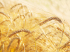 A photograph of ripe grain the field