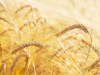 A photograph of ripe grain in the field