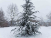 A photograph of a cedar tree blanketed in snow