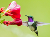 A photograph of a hummingbird hovering over a red flower